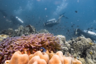 Koh Tao, submarinismo