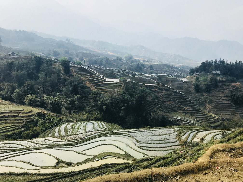 Sapa