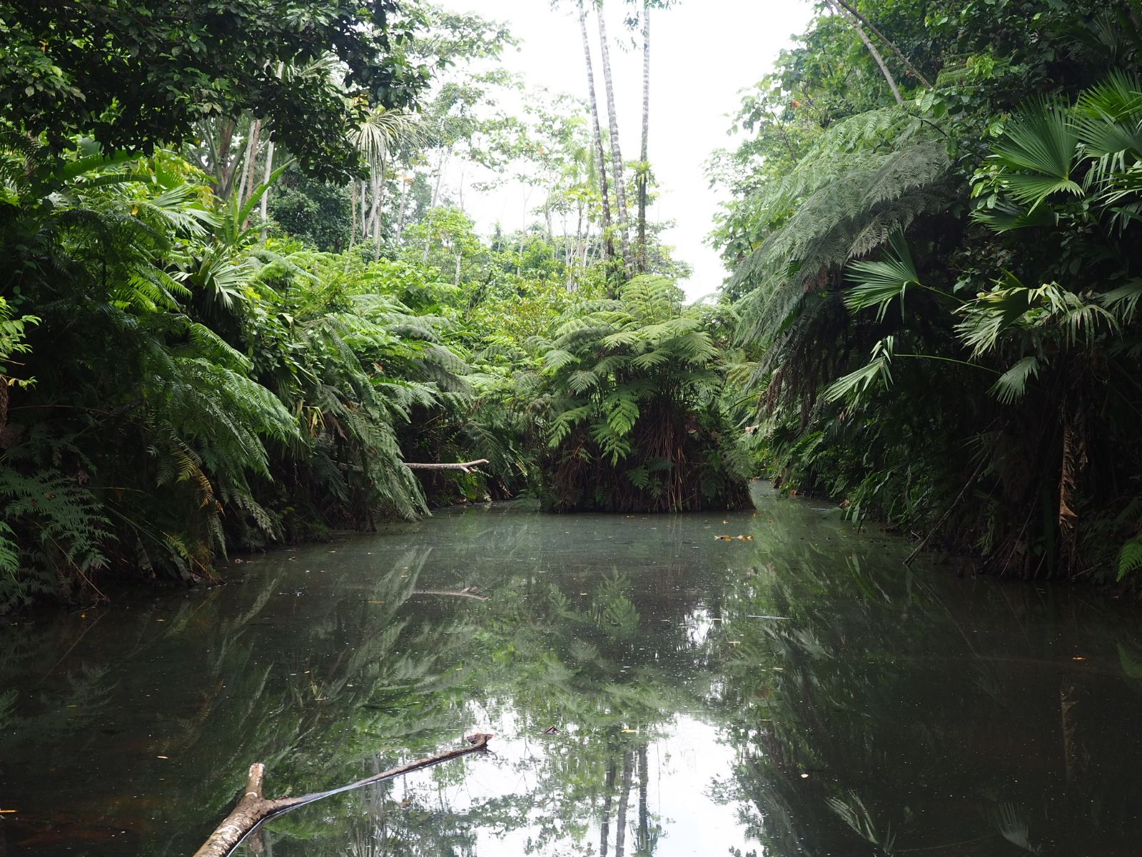 Cascadas Pimpilala, Tena, Amazonia